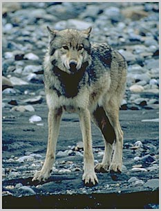 wolf9.jpg